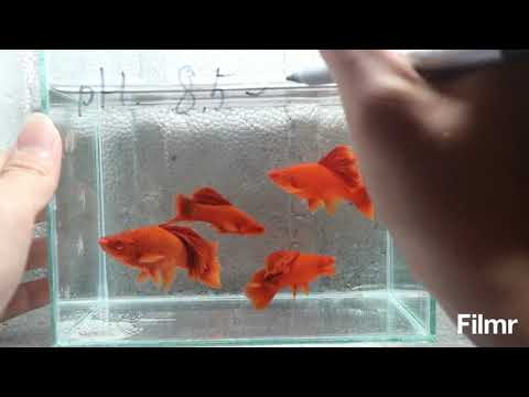 Guppy | Guppies | Bí kíp ép đẻ Huyết Kiếm 0976224853