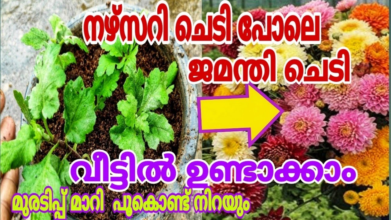 ജമന്തി ചെടിയിൽ പൂ കൊണ്ട് നിറയാൻ എളുപ്പവഴി Jamanthi Plant Care Malayalam