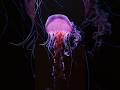 Turritopsis dohrnii the immortal jellyfish #jellyfish #Turritopsis #immortal #jellyfishday