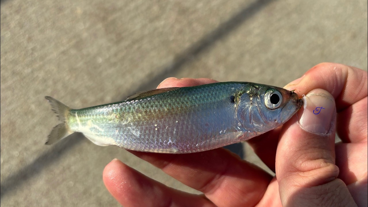 The Fish that Changed Great Lakes Fishing - Quest Ep. 5: Alewife (Alosa ...
