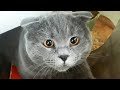 Весёлый британский кот! Кот играется с коробкой / смешные животные