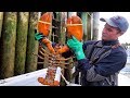 GIANT LOBSTER in Canada - SEAFOOD Catch & Cook in The Maritimes!! BEST Street Food in Canada!!