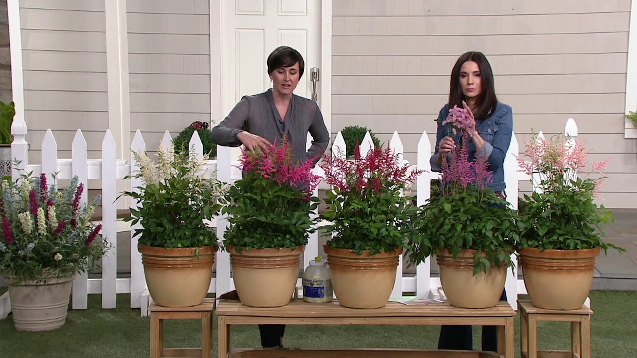Cottage Farms 5Piece Ultimate Shade Astilbe Collection on QVC YouTube