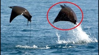 15 Animals You Didn't Know Could Fly