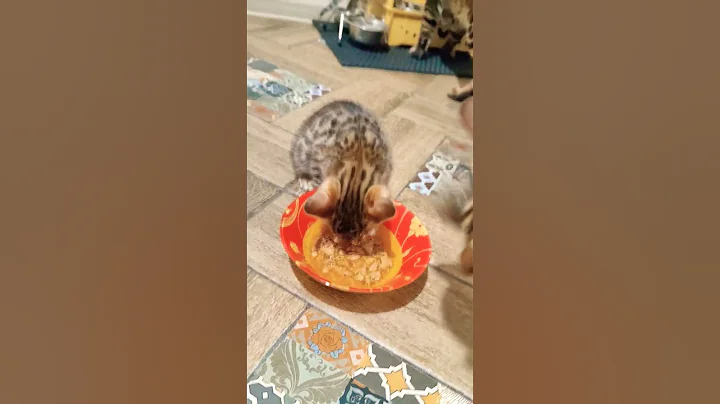 Video 9517701: bengal kitten cat cutecat, bengal kitten catlover cute, bengal kitten eating, kitten cutecats funnykittens, cat kitten cutest, face cat kitten