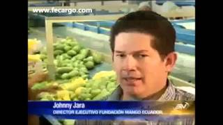 Cosecha De Mango En El Ecuador
