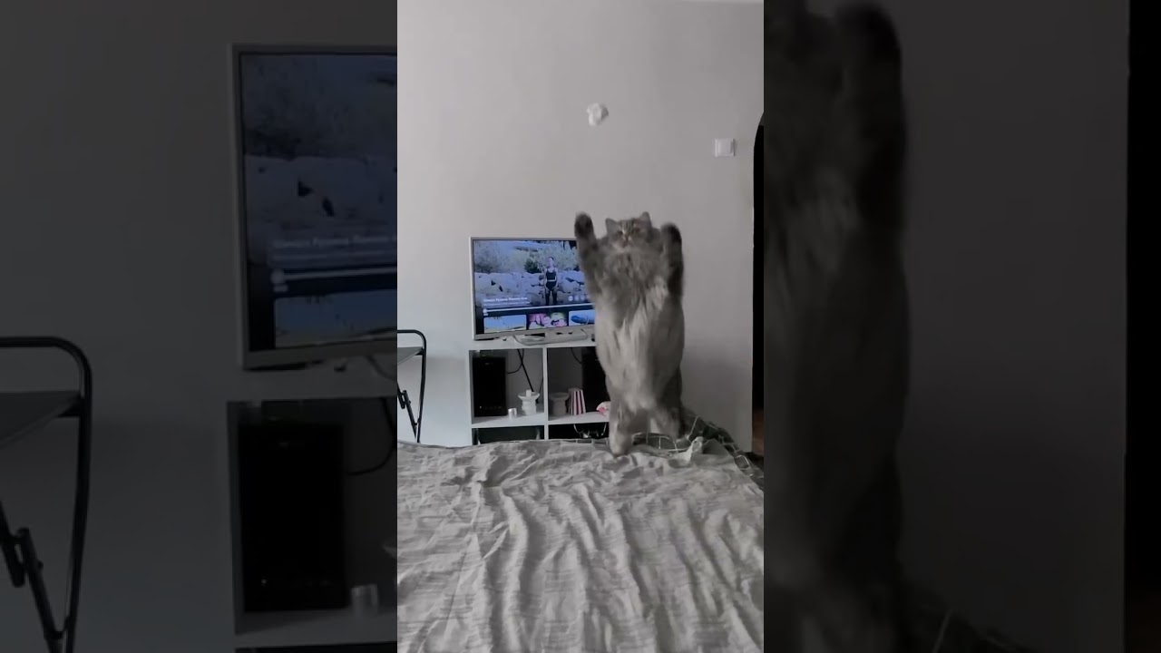 Want Hilarious Cat Fails? Watch This Now