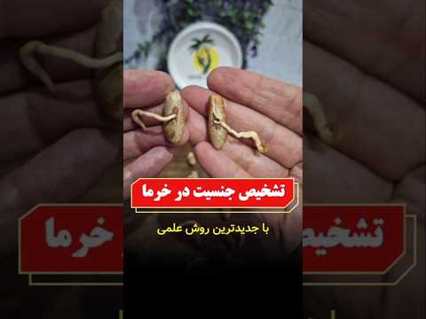 از روی جهت انحنای خروج ریشه چه ازبذر میتونیم تشخیص بدیم درخت حاصل ماده هست و میوه میده یا نره و گرده