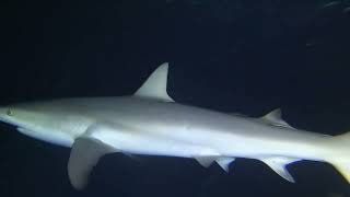 Shark Out Of The Darkness
