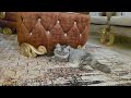 داهيه و المؤ امرة الر خاصه و تحر يض أهل كتامه على حلميه زيارة حلميه لافيونه زواج افيونه وسارة با طل داهيه و المؤ امرة الر خاصه و تحر يض أهل كتامه على حلميه زيارة حلميه لافيونه زواج افيونه وسارة با طل