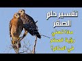 تفسير حلم الصقر ماذا تعني رؤية الصقر في المنام للرجل والمرأة تفسير احلام تفسير حلم الصقر ماذا تعني رؤية الصقر في المنام للرجل والمرأة تفسير احلام