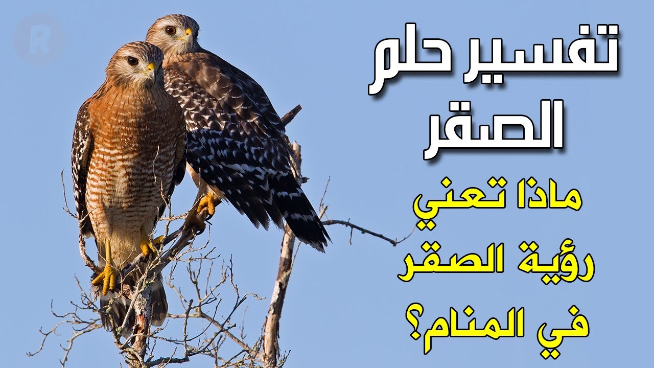 تفسير حلم الصقر ماذا تعني رؤية الصقر في المنام للرجل والمرأة ؟ تفسير احلام