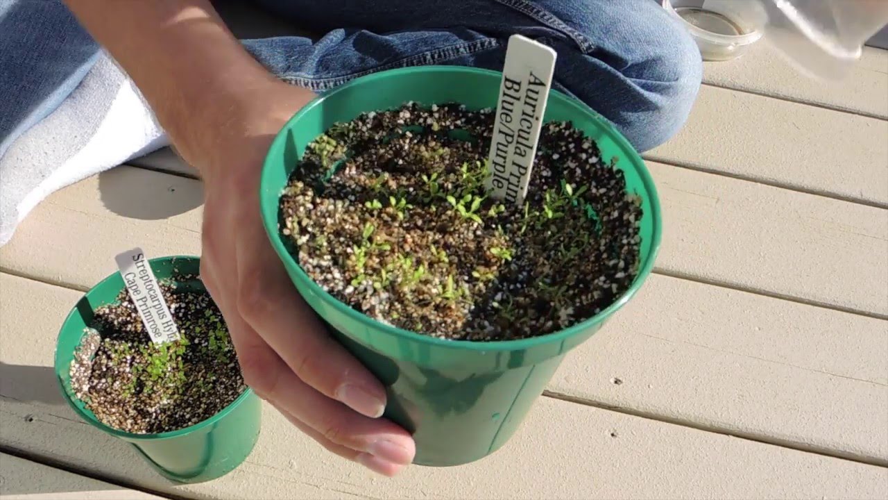 Seed Starting Update!  - Streptocarpus and Primula Auricula