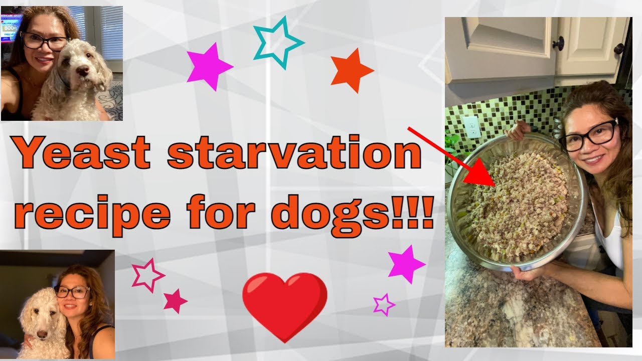 How to make homemade dog food recipe for yeast starvation to your furry