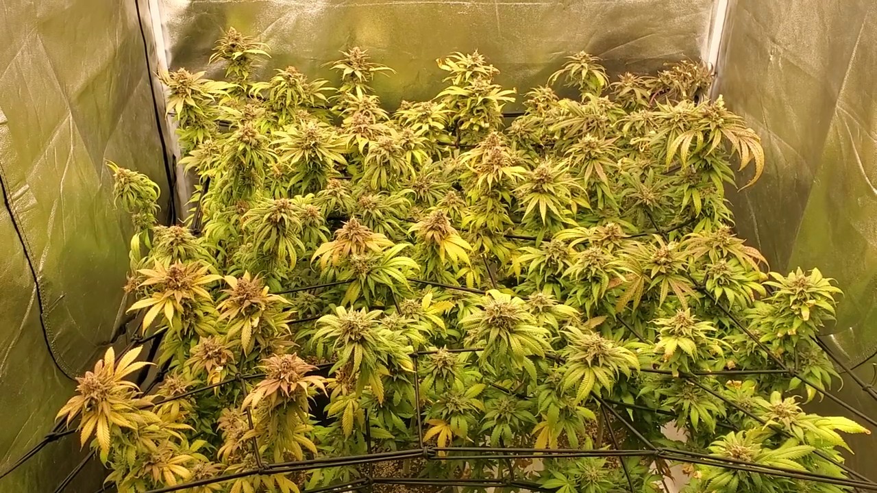 S:5 Ep:10 Indoor Cannabis Grow 