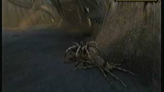 Let' Play Deadly Creatures [Part 6: Look Out Jimmy, Its a Black Widow Spider]