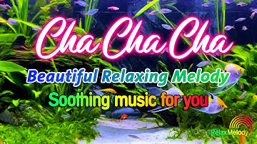 Beautiful Cha Cha Cha Relaxing Instrumental 2025 - Latin Cha Cha Melody, Soothing Music For You