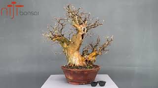 Pseudocydonia sinensis 3 (I)