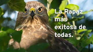 Busardo Ratonero, Ratonero Común, Busardo Euroasiático, Águila ratonera