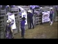 Bull Riding : Texarkana, TX 1989