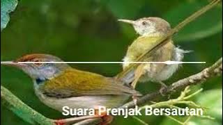 Suara Burung Prenjak Bersautan