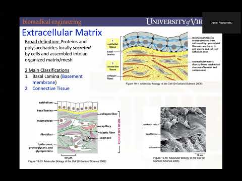 Ecm Full Form In Tissue Engineering