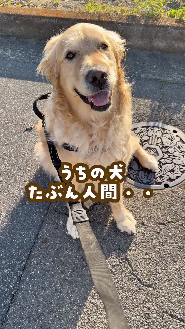 ゴールデンレトリバー Our dog is probably human #goldenretreiver #life with a large dog