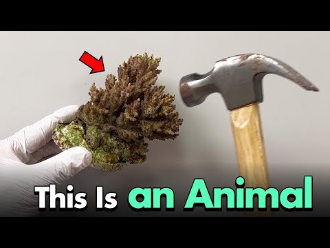 I Ll Show You Proof That Coral Is An Animal 