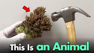 Ill Show You Proof That Coral Is An Animal