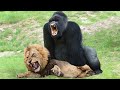 Lion Mistakes When Challenged Gorilla | Leopard Rescue Baby Monkey From Lion – Tiger vs Bear