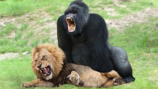 Lion Mistakes When Challenged Gorilla | Leopard Rescue Baby Monkey From Lion – Tiger vs Bear