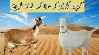 How to fatten a goat that is weak || How to fat goats?