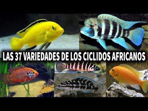 Video: Peces De Acuario Populares De La Familia De Los Cíclidos