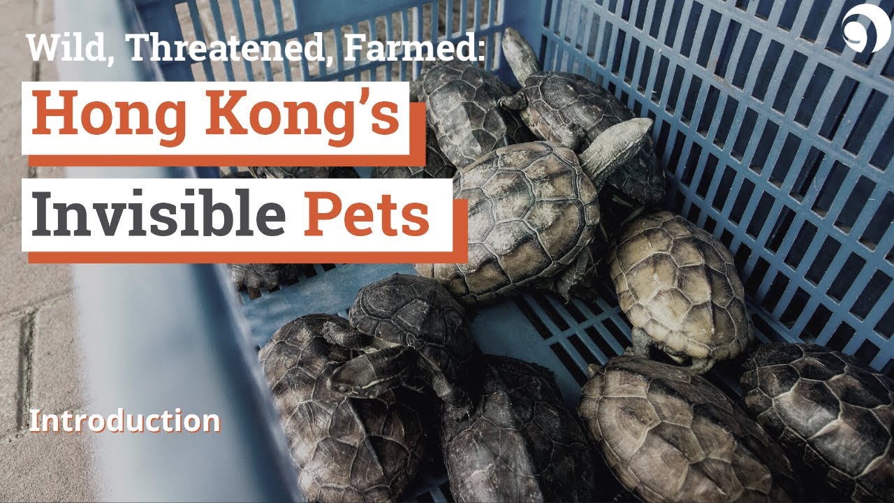 Explained Hong Kong s Exotic Pet Trade YouTube explained-hong-kong-s-exotic-pet-trade-youtube
