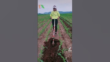 Cày vun ngô 🌽 đậu đỗ #thapxanh