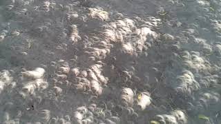 Solar Eclipse in Tanzania – September 1, 2016 | Annular “Ring of Fire”