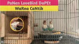 Panen Burung Lovebird Perdana Dapet Warna Cantik || Indukan dari PasVio vs CobaL