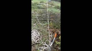 Felling a tall tree leaning the wrong way using a Maasdam rope puller "Rope come along"