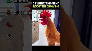 5 FUNNIEST MOMENT OF ROOSTERS CROWING #cute #animals #funny #rooster #crowingrooster