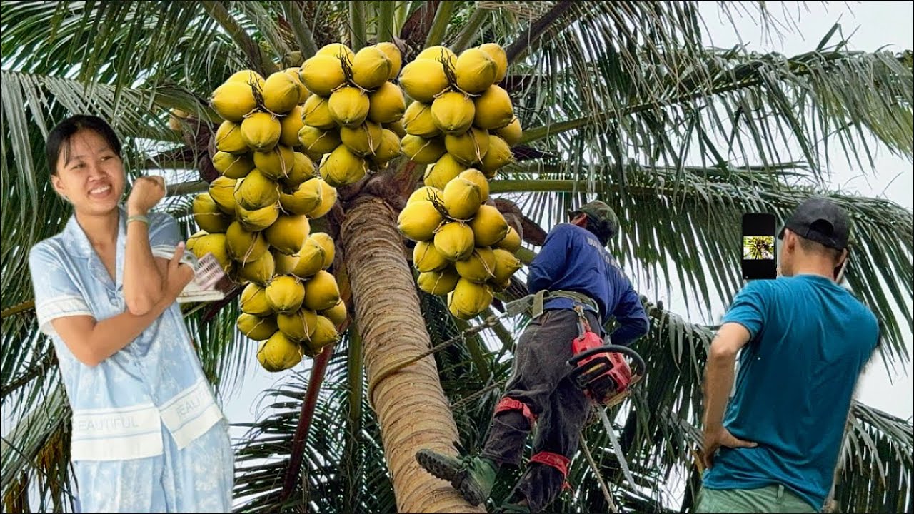 Cưa một cây xoài một cây dừa gần dây điện rất cân ￼