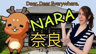 visiting nara deer park 奈良に行こう!