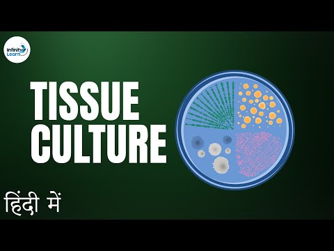Video: Je tkanivová kultúra vegetatívne rozmnožovanie?