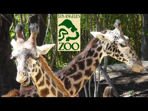 Video: Grădina zoologică din Los Angeles