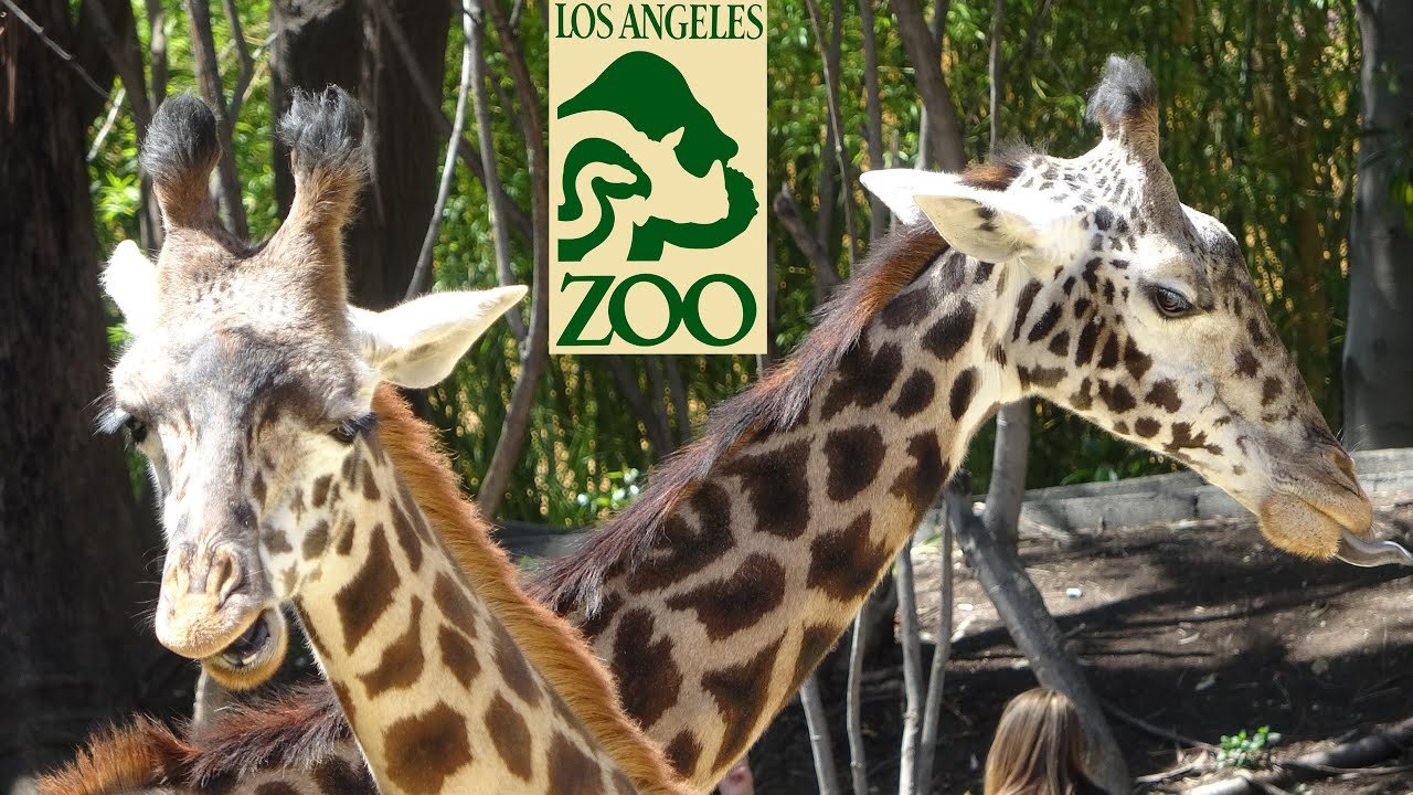 Los Angeles Zoo Tour & Review with The Legend