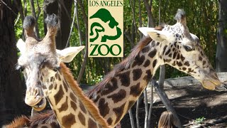 Los Angeles Zoo Tour & Review with The Legend