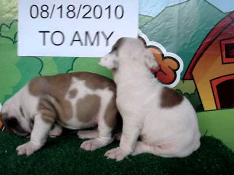 English bulldog For Sale - Sabrina & Dori - http://www.bullcanes.net - ceo@bullcanes.net puppy paradise