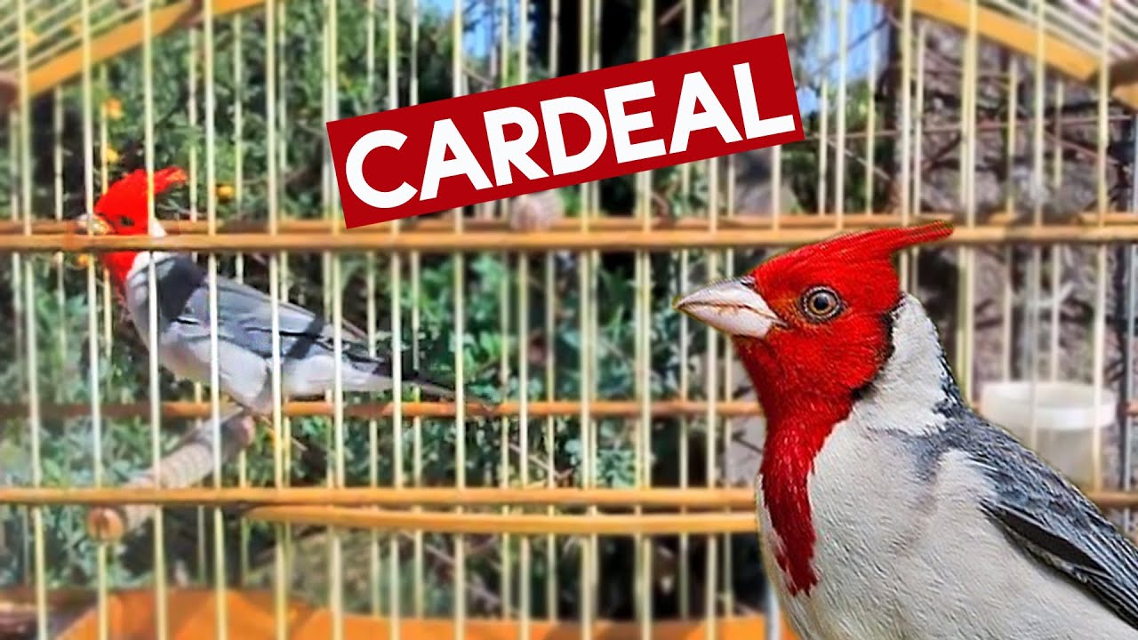 SEU CARDEAL ESTÁ FRIO? Fêmea de DE CARDEAL Chamando e Piando Muito Para Esquentar !!!