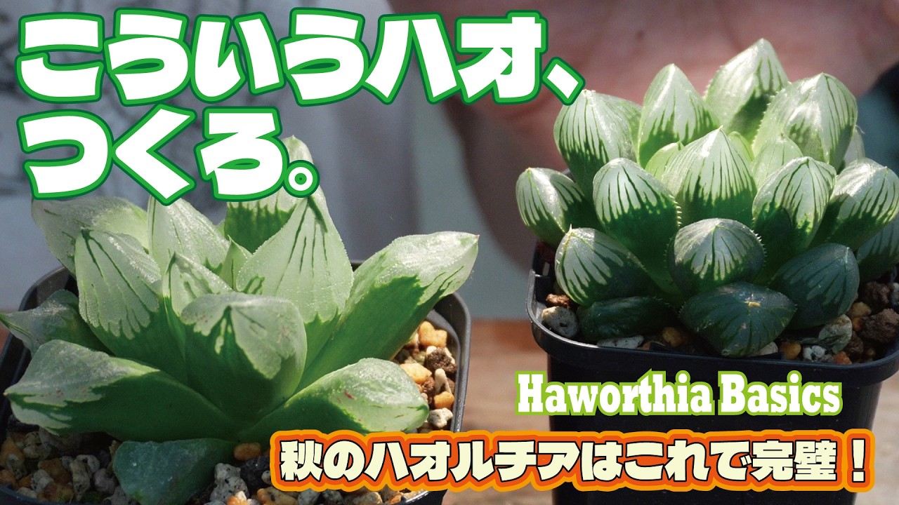 For Beginners] A Guide to Growing Haworthia in Autumn! Answering