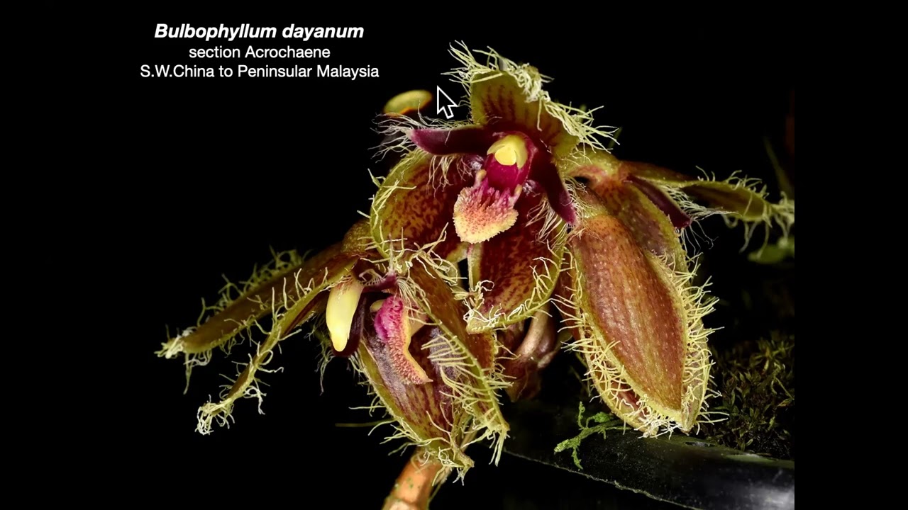 August 6, 2024 - SFOS speaker - Ron Parsons' Bulbophyllum, A Study in Diversity
