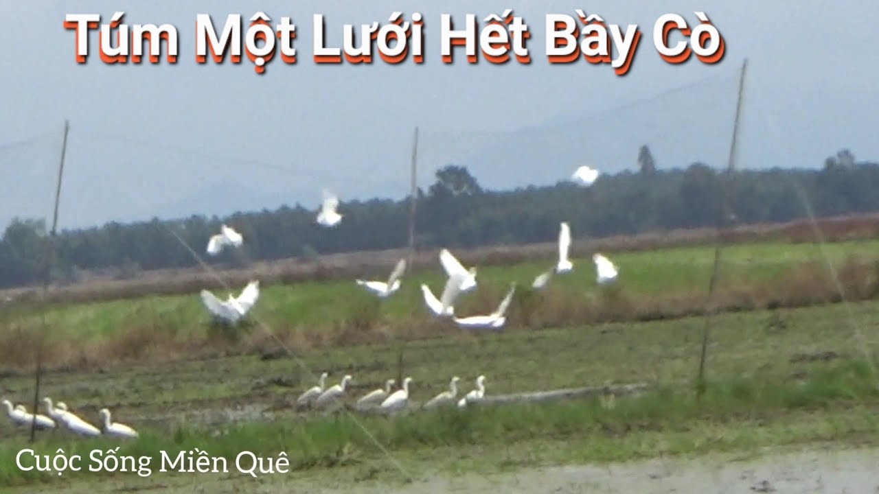 Winning the trick of catching a net of white storks